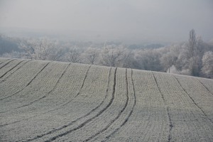 La campagne sous le givre (Sézégnin)          